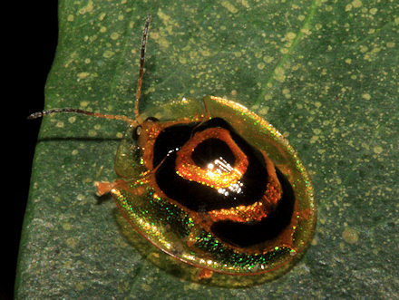 K Fer Im Garten 5016 new page 1 www bugparadise K Fer Im Garten 5016 new page 1 www bugparadise